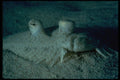 452035 Peacock Flounder A4 Photo Print