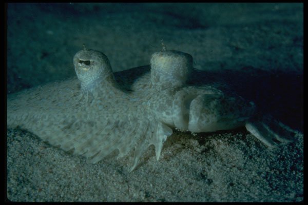 452035 Peacock Flounder A4 Photo Print