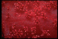 452036 Soft Corals A4 Photo Print