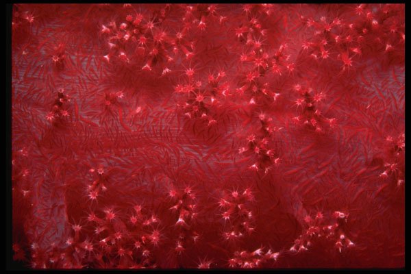 452036 Soft Corals A4 Photo Print