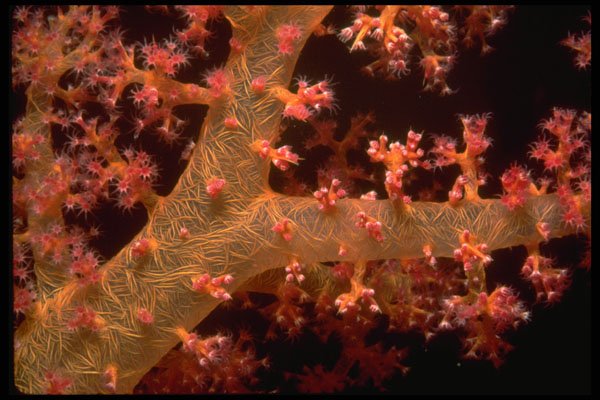 452037 Supporting Spicules Of A Soft Coral Tree A4 Photo Print