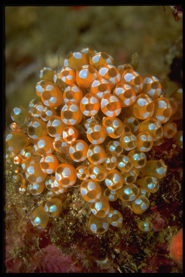452038 Cluster Of Tunicates Adorning A Reef A4 Photo Print