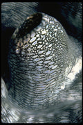 452039 Siphon Of A Giant Clam A4 Photo Print