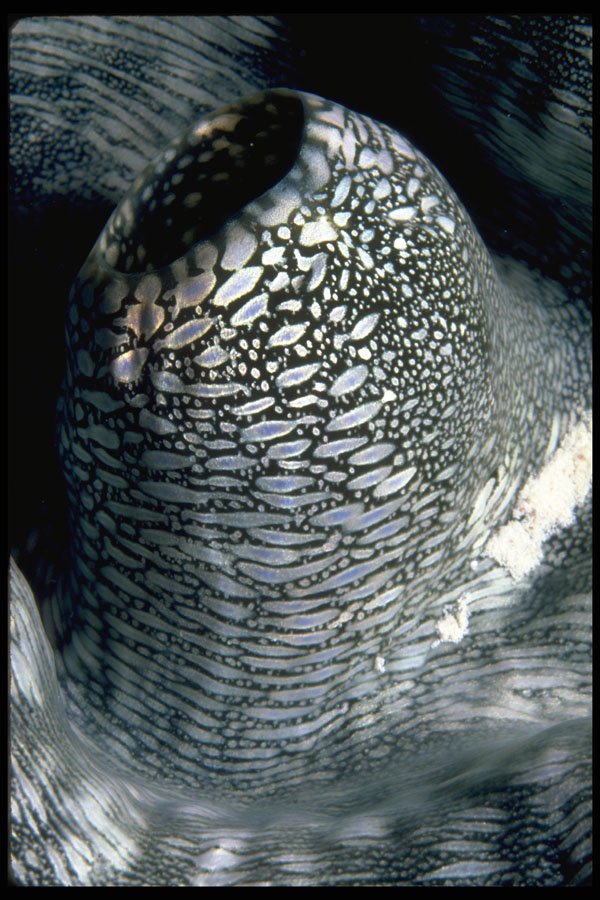 452039 Siphon Of A Giant Clam A4 Photo Print