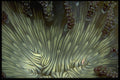 452040 The Mouth Of A Ringed Anemone A4 Photo Print