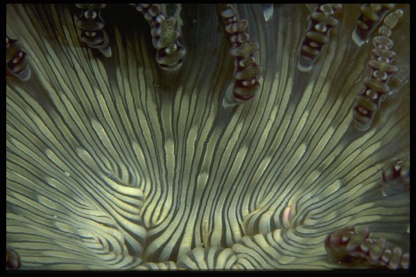 452040 The Mouth Of A Ringed Anemone A4 Photo Print