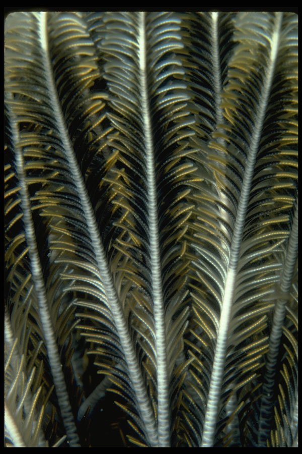 452041 Feathery Appearance Of Crinoid Arms A4 Photo Print