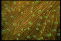 452042 Feeding Polyps Of A Mushroom Coral A4 Photo Print