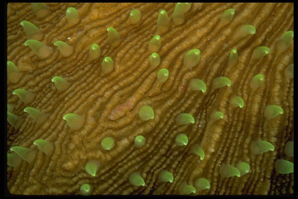 452042 Feeding Polyps Of A Mushroom Coral A4 Photo Print
