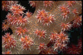 452043 Soft Coral Polyps Feeding In A Strong Current A4 Photo Print