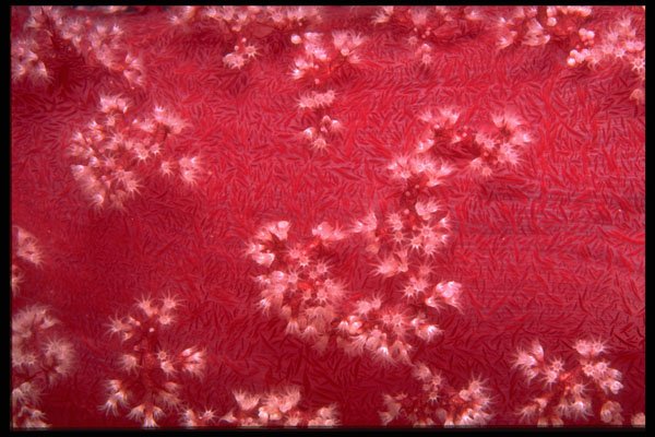 452044 Red Sea Soft Corals A4 Photo Print