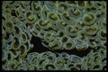 452045 Bubble Coral From Indonesia A4 Photo Print