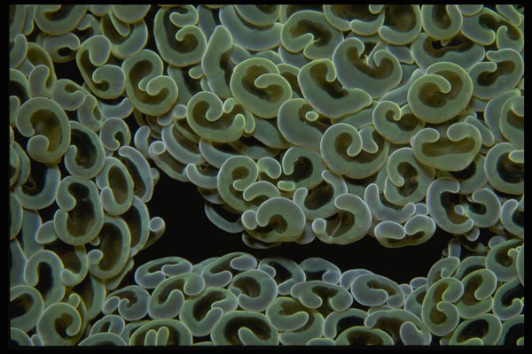 452045 Bubble Coral From Indonesia A4 Photo Print