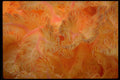 452046 Feathery Gills Of A Spanish Dancer Nudibranch A4 Photo Print