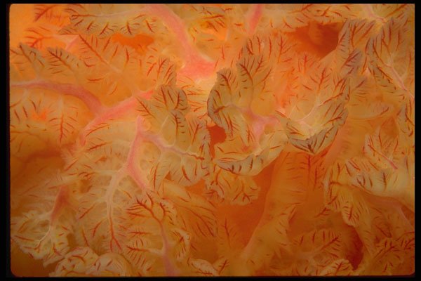 452046 Feathery Gills Of A Spanish Dancer Nudibranch A4 Photo Print