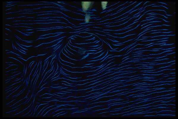 452047 The Mantle Of A Tridacna Clam A4 Photo Print