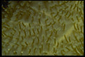 452049 Fijian Coral Polyps A4 Photo Print
