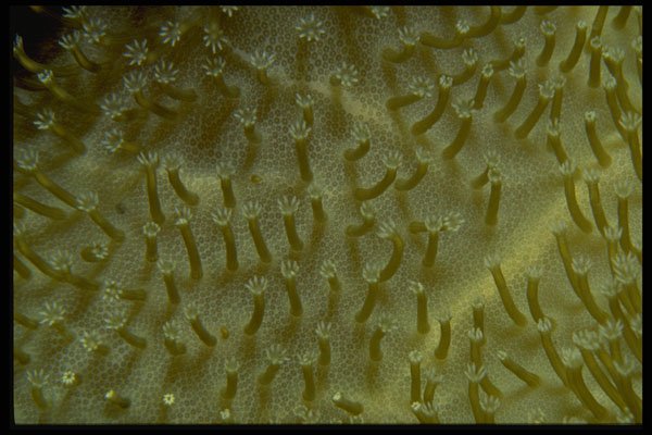 452049 Fijian Coral Polyps A4 Photo Print
