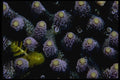 452050 Hard Corals Harboring A Tiny Yellow Christmas Tree Worm A4 Photo Print
