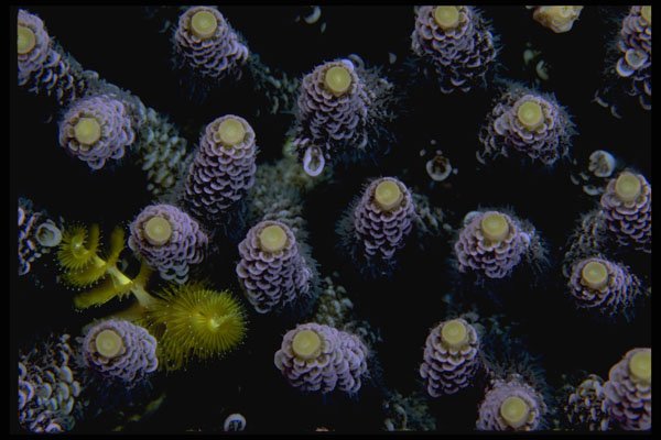 452050 Hard Corals Harboring A Tiny Yellow Christmas Tree Worm A4 Photo Print