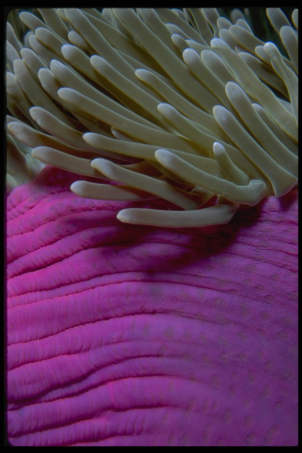 452051 Purple Anemone A4 Photo Print