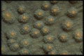 452052 Hard Corals A4 Photo Print