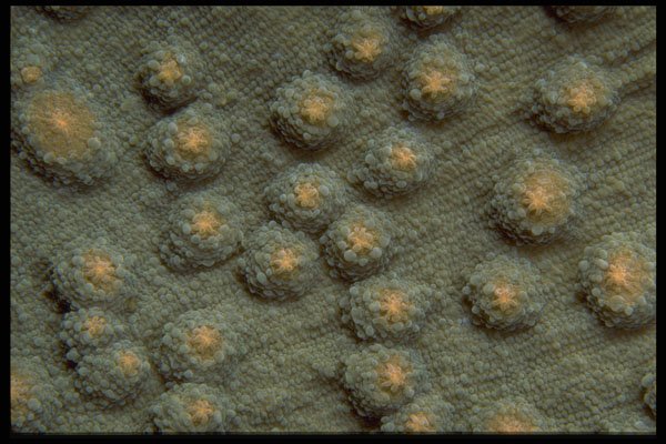 452052 Hard Corals A4 Photo Print
