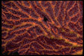 452053 Polyp laden Sea Fan A4 Photo Print