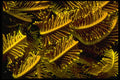 452055 Golden Crinoid Arms A4 Photo Print