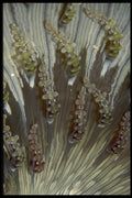 452057 Tentacles Of A Ringed Anemone A4 Photo Print