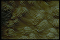 452058 Porcelain Coral A4 Photo Print
