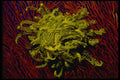 452059 Crinoid Crawling To The Top Of A Sea Fan A4 Photo Print