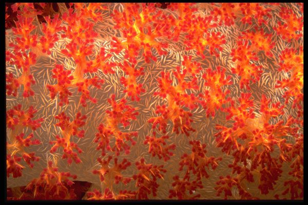 452060 Soft Coral Polyps A4 Photo Print