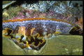 452061 Bivalve From Papua, New Guinea A4 Photo Print