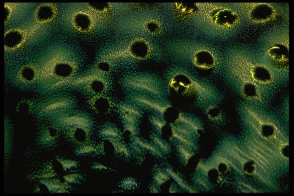 452062 Tridacna Clam A4 Photo Print