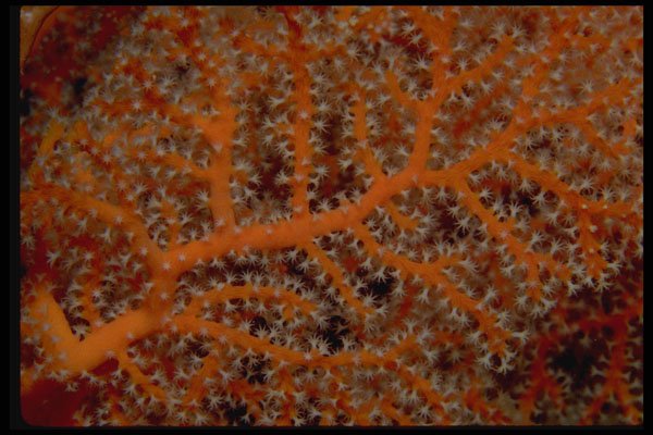 452063 Gorgonian Feeding In Heavy Currents A4 Photo Print