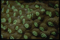 452065 Hard Corals From Indonesia A4 Photo Print