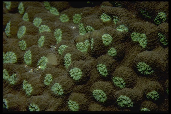 452065 Hard Corals From Indonesia A4 Photo Print