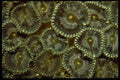 452066 Hard Corals From Indonesia A4 Photo Print