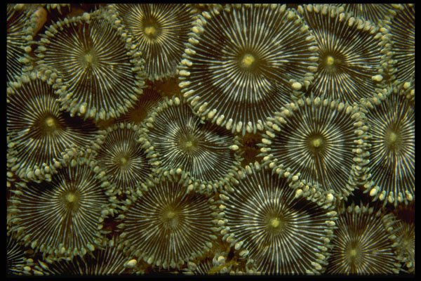 452066 Hard Corals From Indonesia A4 Photo Print