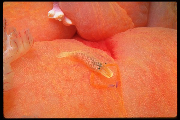 452067 Imperial Shrimp On The Back Of A Giant Nudibranch A4 Photo Print