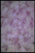 452068 Lavender Coral Polyps From The Red Sea A4 Photo Print