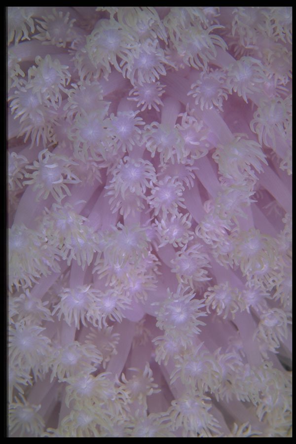 452068 Lavender Coral Polyps From The Red Sea A4 Photo Print