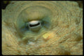452070 Looking Into The Eye Of A Reef Octopus A4 Photo Print