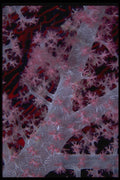 452072 Lavender Soft Coral Tree A4 Photo Print