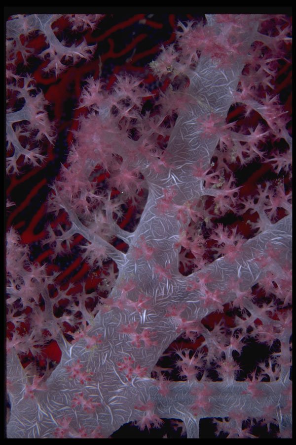 452072 Lavender Soft Coral Tree A4 Photo Print