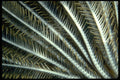 452073 Crinoid Arms Reaching Into The Current To Collect Food A4 Photo Print