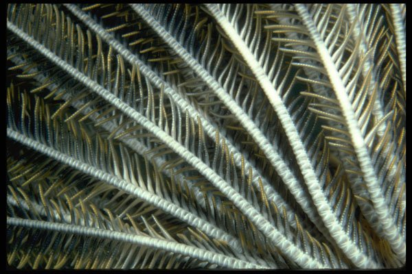 452073 Crinoid Arms Reaching Into The Current To Collect Food A4 Photo Print