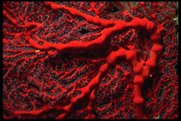 452074 Scarlet Sea Fan Harboring Numerous Small Fish And Shrimp A4 Photo Print