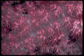 452075 Soft Coral Species Covered With Lavender Polyps A4 Photo Print